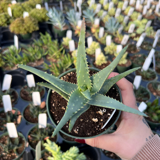 Blue Elf Aloe