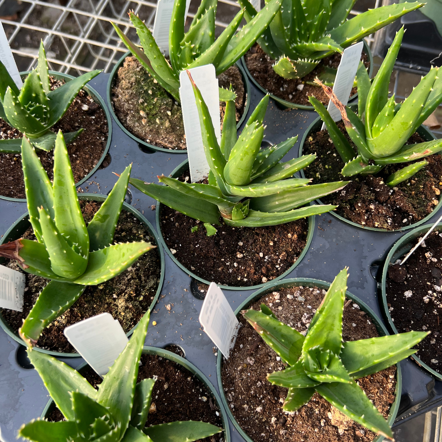 Aloe perfoliata