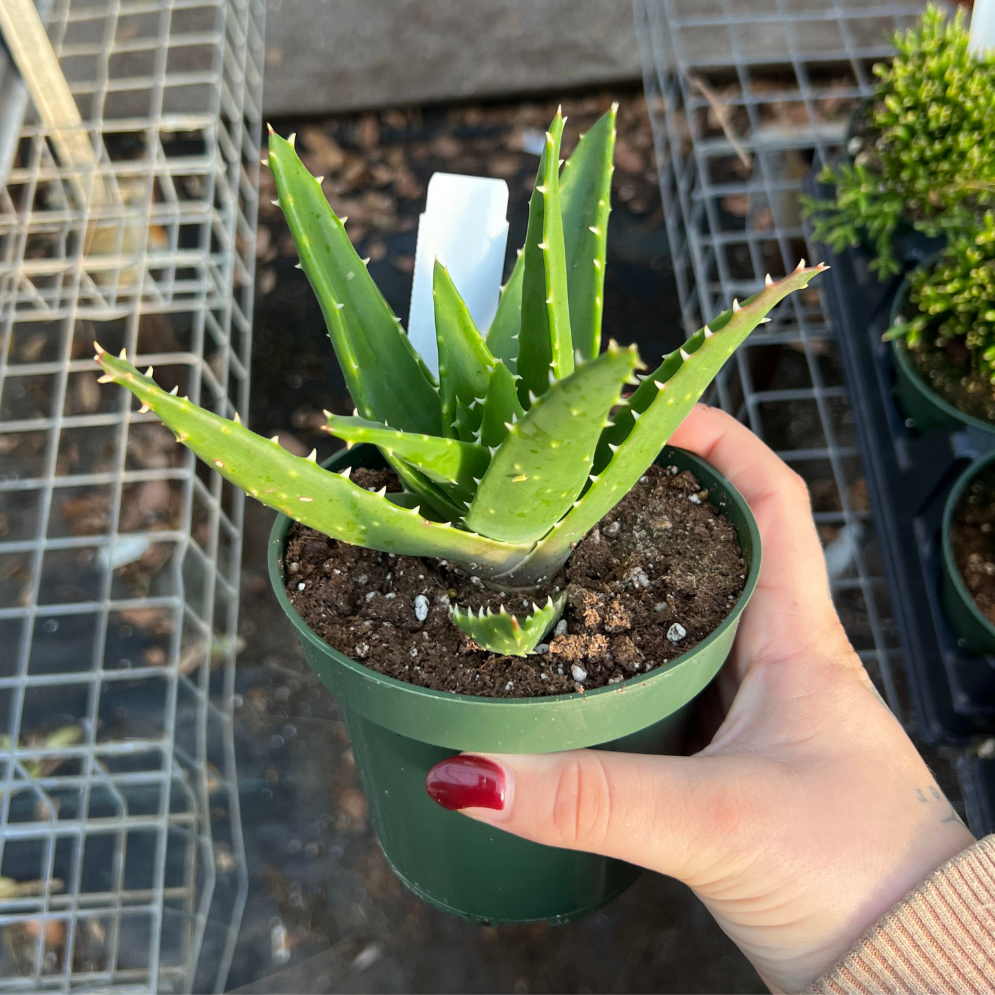 Aloe perfoliata