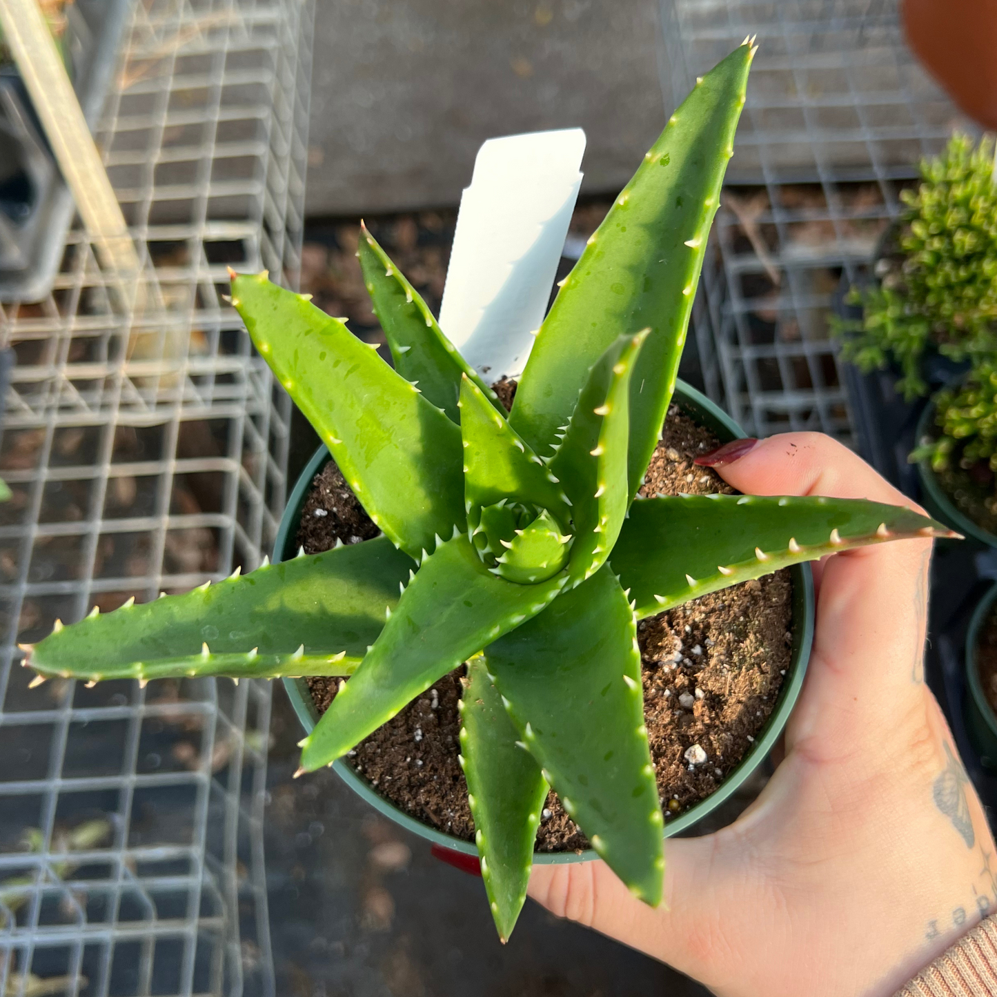 Aloe perfoliata