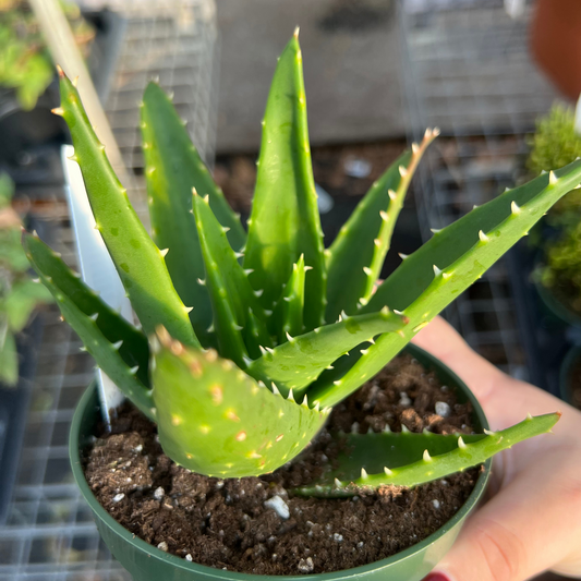 Aloe perfoliata