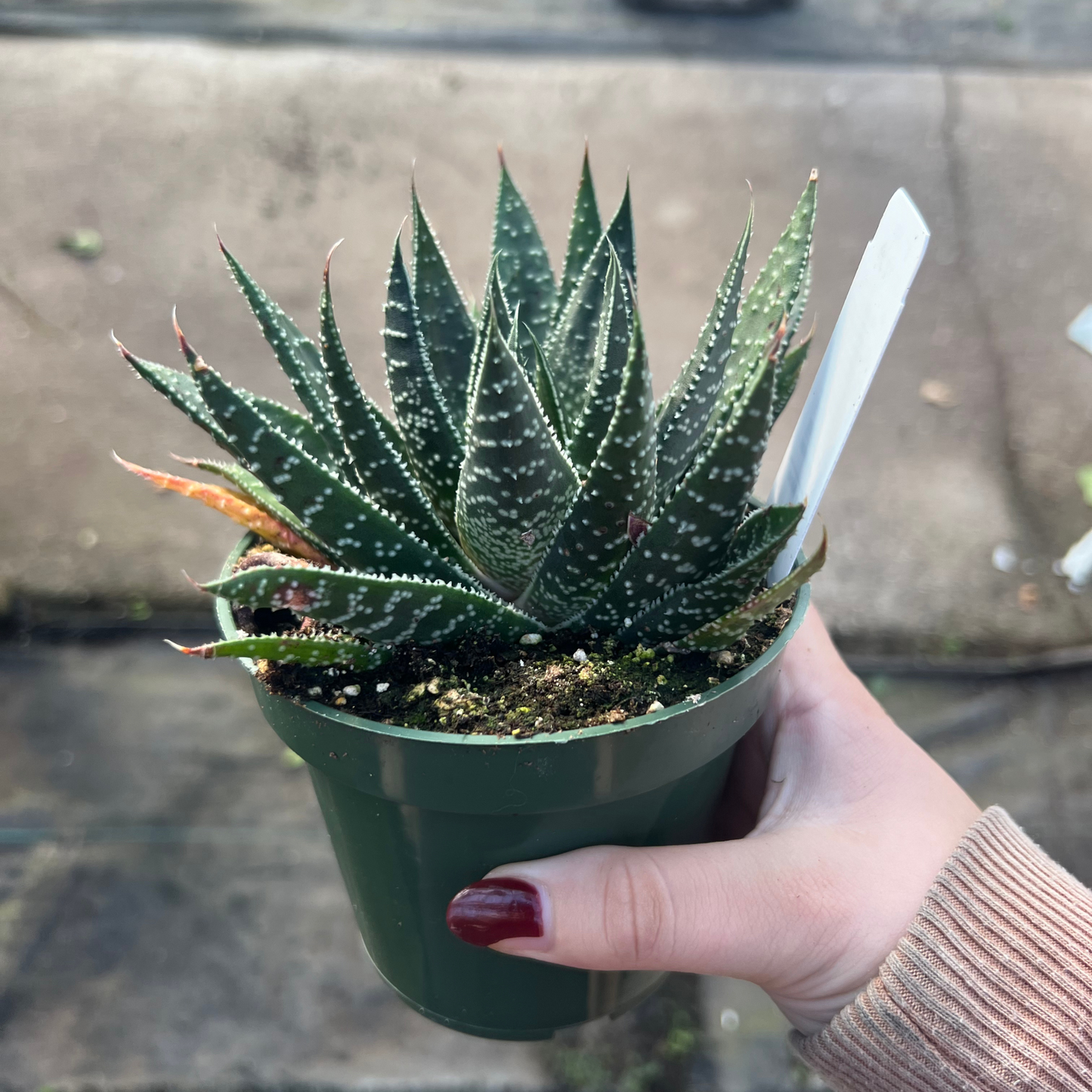 Lace Aloe