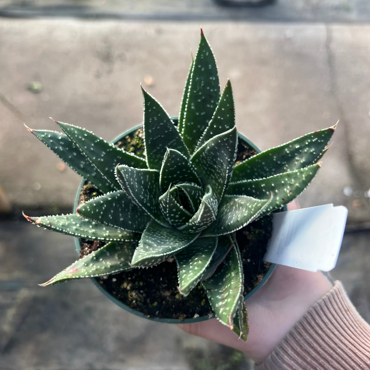 Lace Aloe