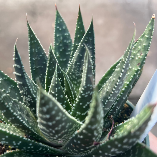 Lace Aloe