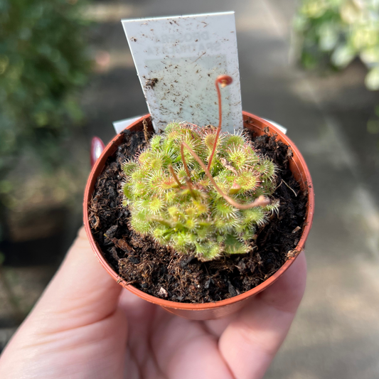 Drosera spatulata ‘Sundew’