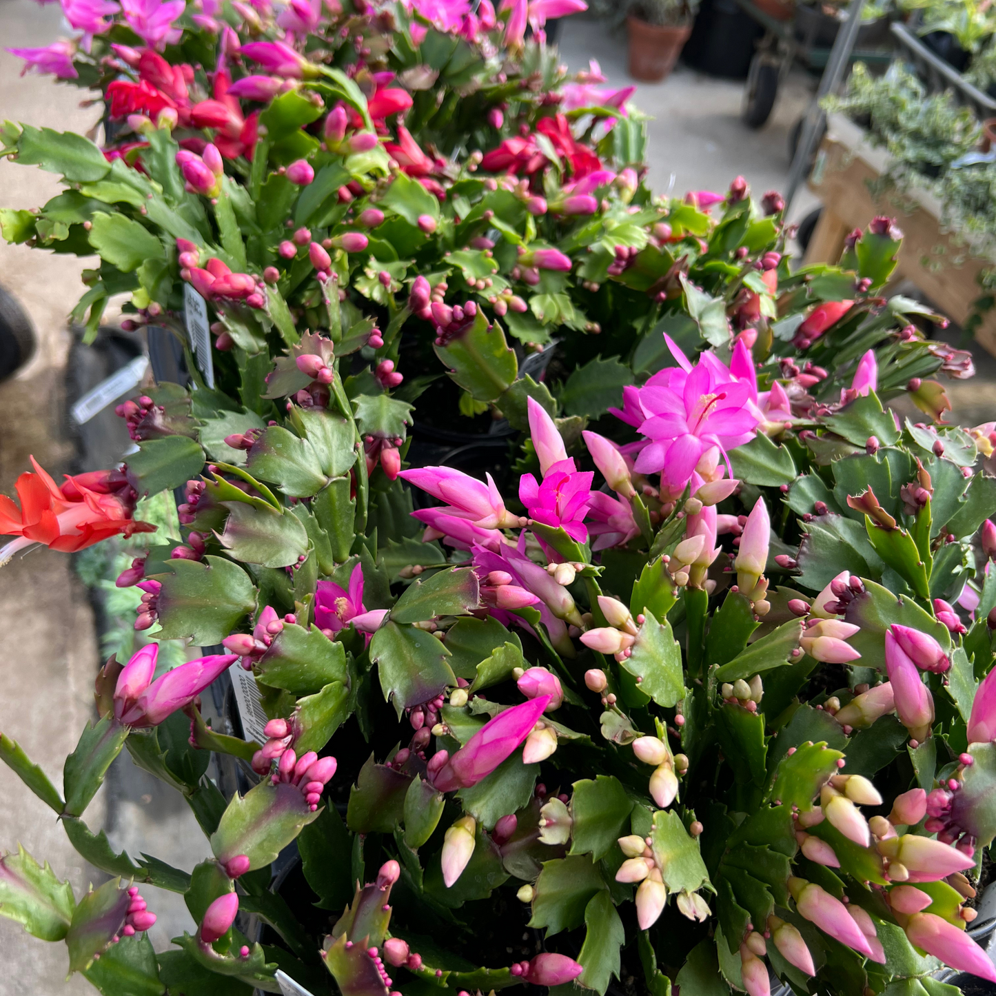 Christmas Cactus