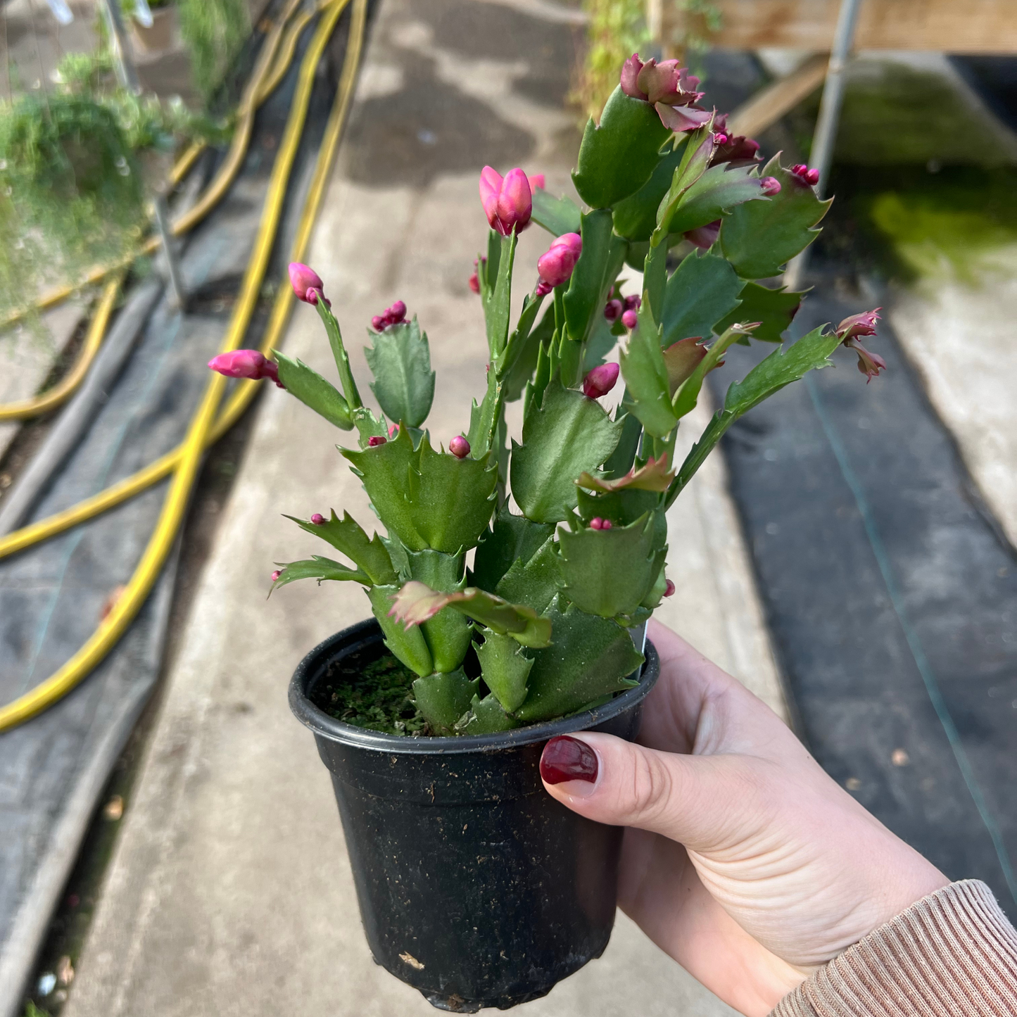 Christmas Cactus