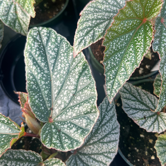 Begonia 'Snow Capped'