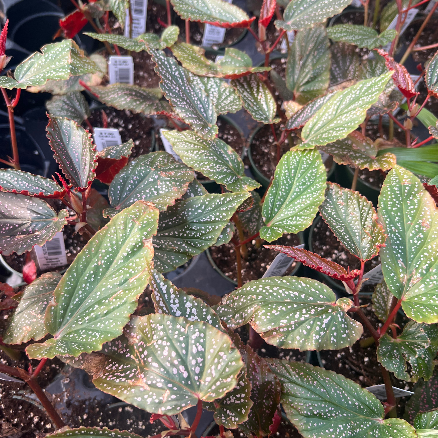 Begonia subhowii 'Pink Spot'