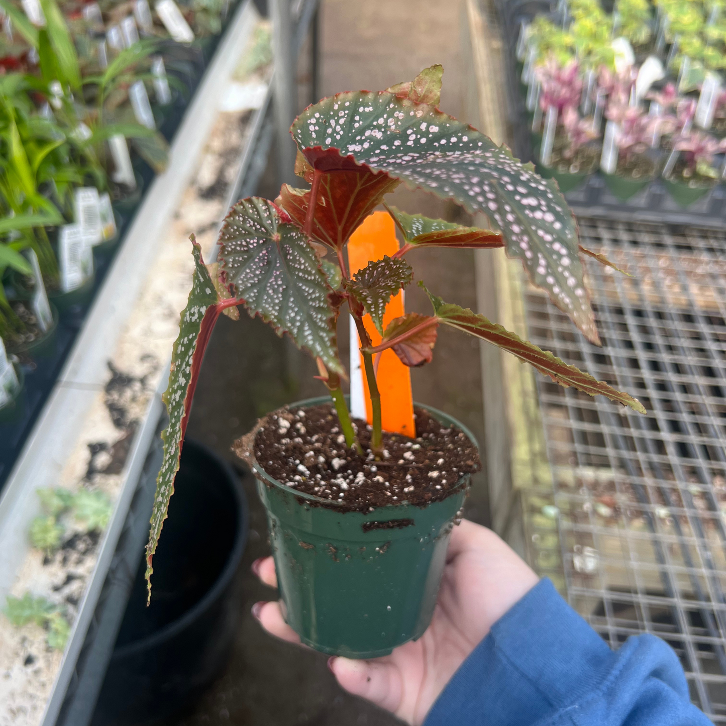 Begonia subhowii 'Pink Spot'