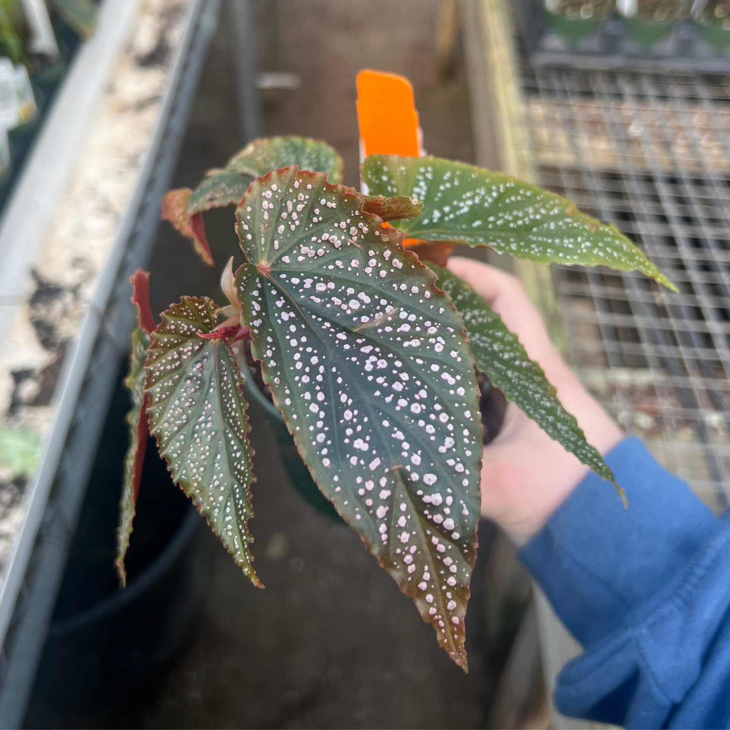 Begonia subhowii 'Pink Spot'