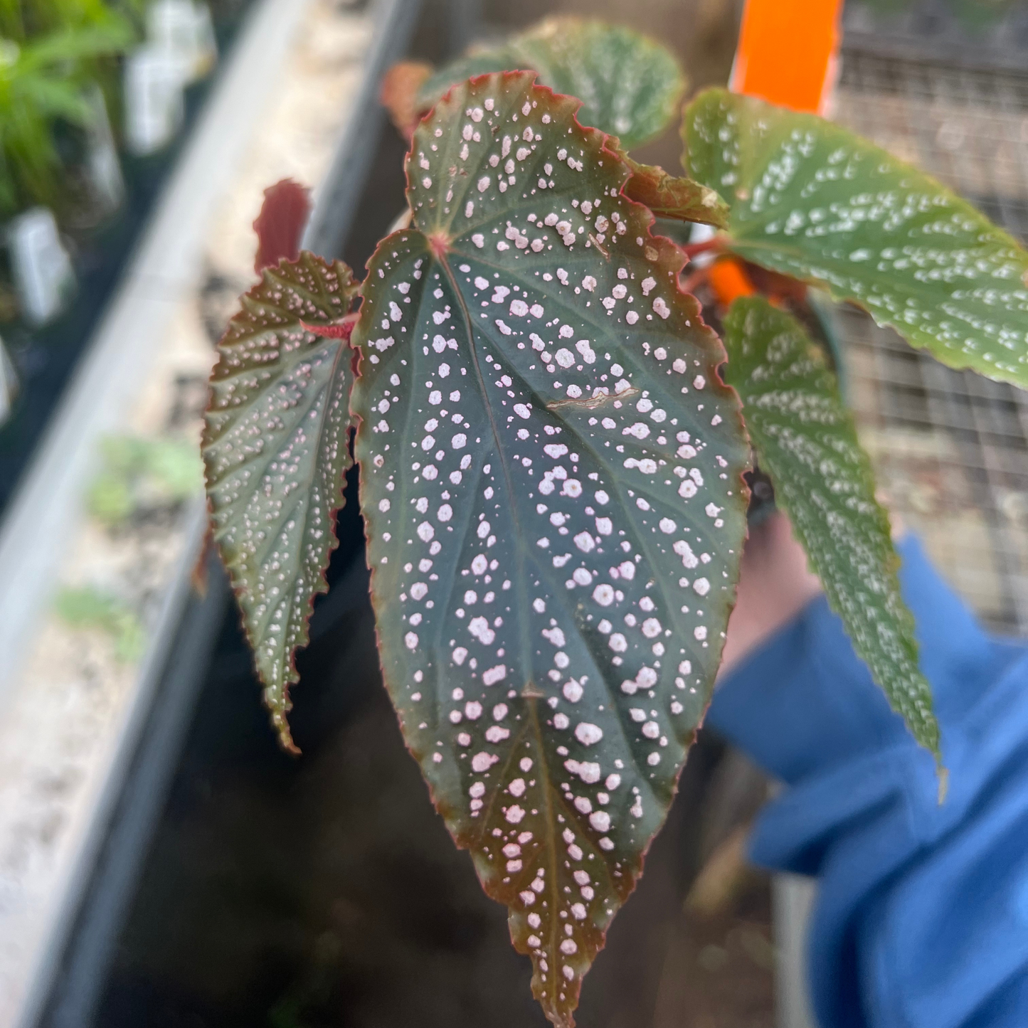 Begonia subhowii 'Pink Spot'