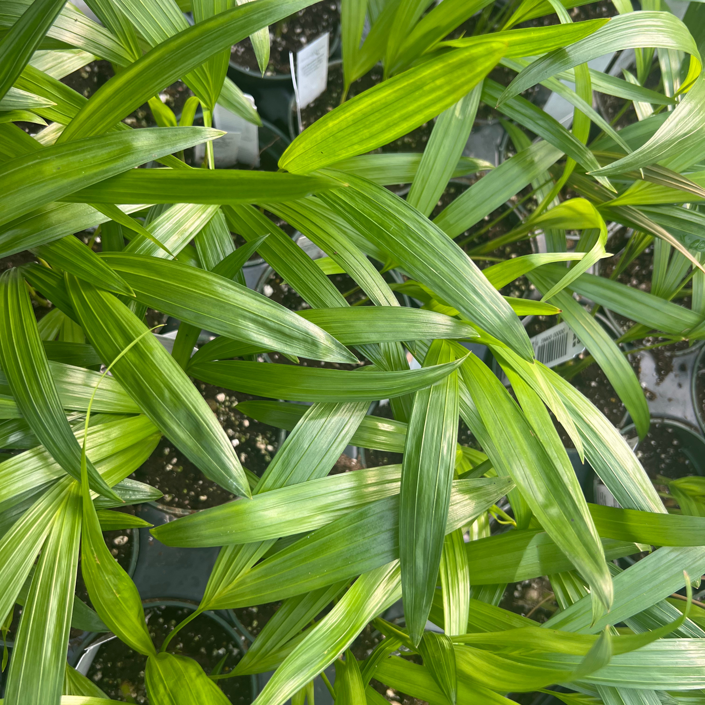 Areca Palm