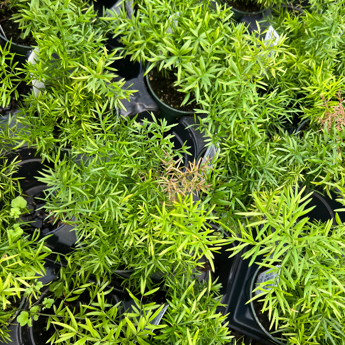 Asparagus 'Cwebe' Fern