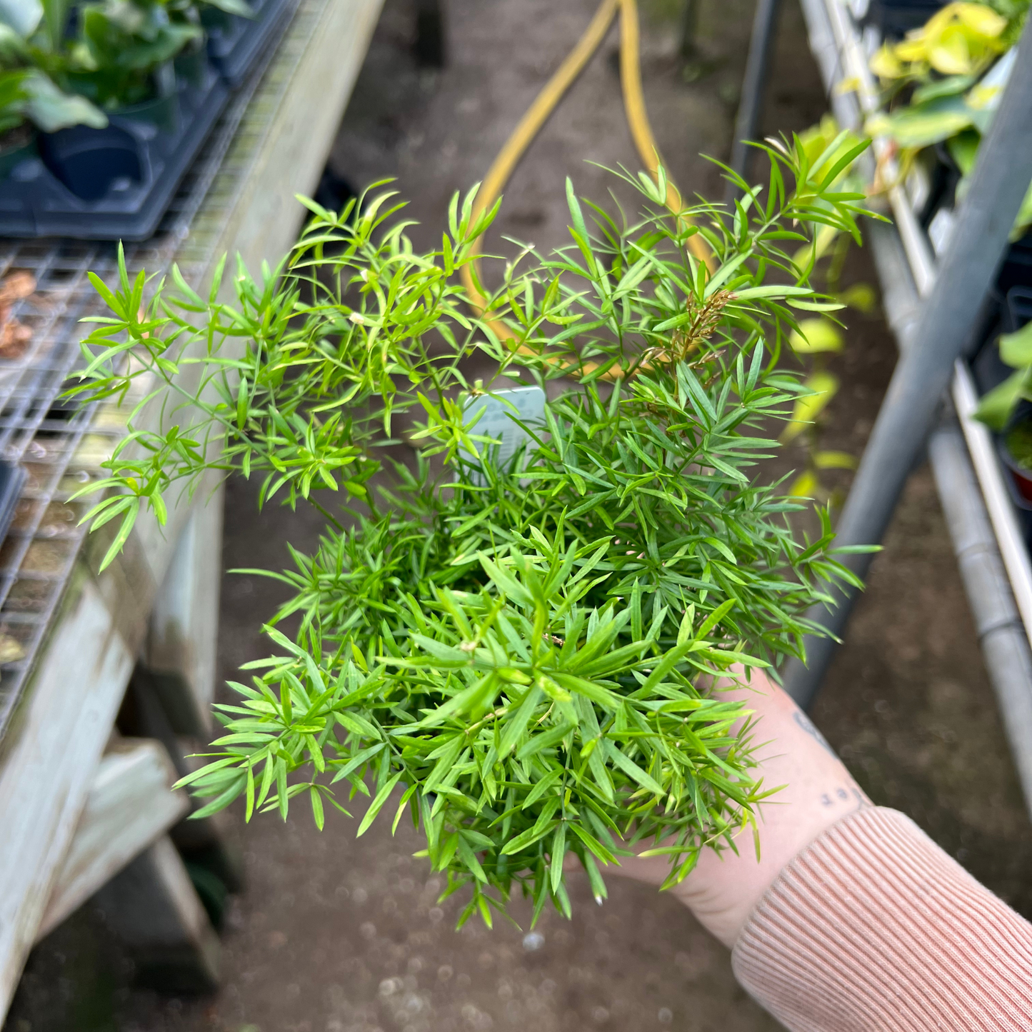 Asparagus 'Cwebe' Fern