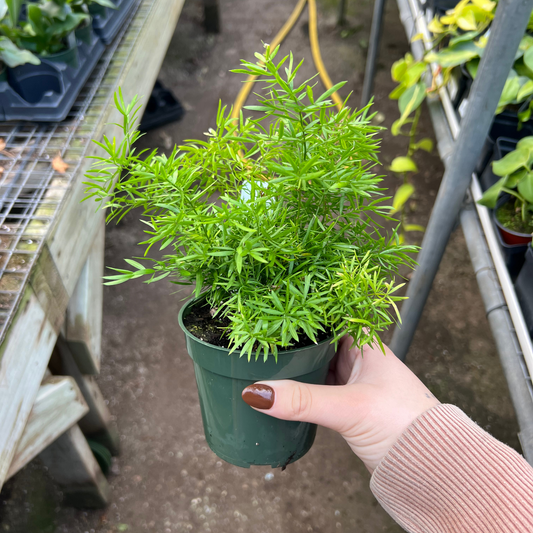 Asparagus 'Cwebe' Fern