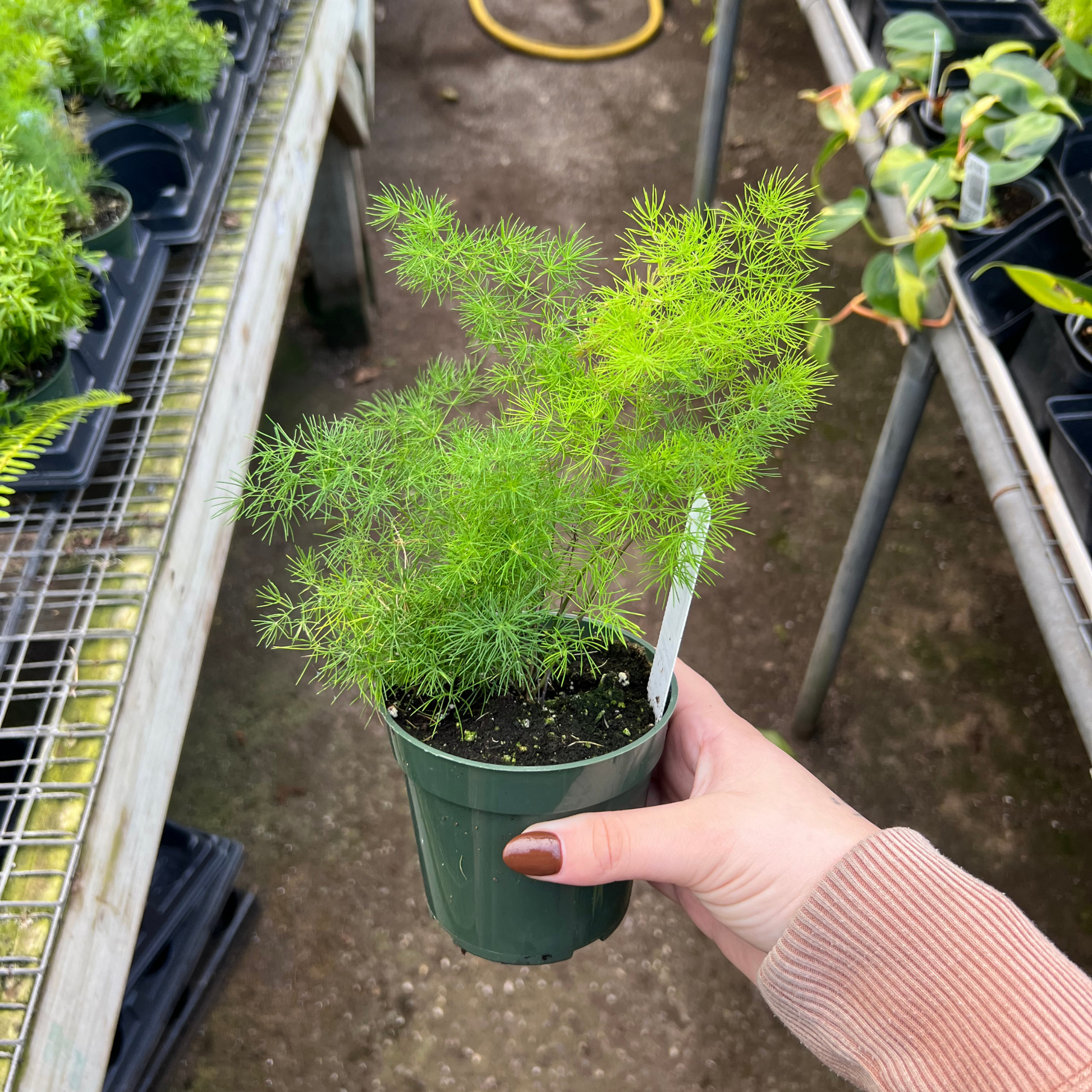 fern looking succulent Asparagus 'Ming' Fern