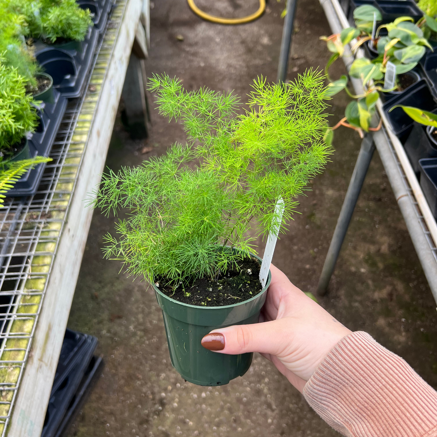 Asparagus 'Ming' Fern