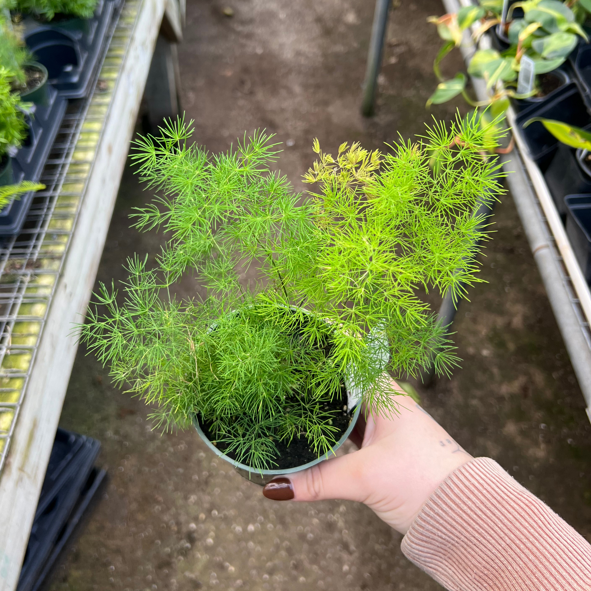 asparagus plant in pot Asparagus 'Ming' Fern