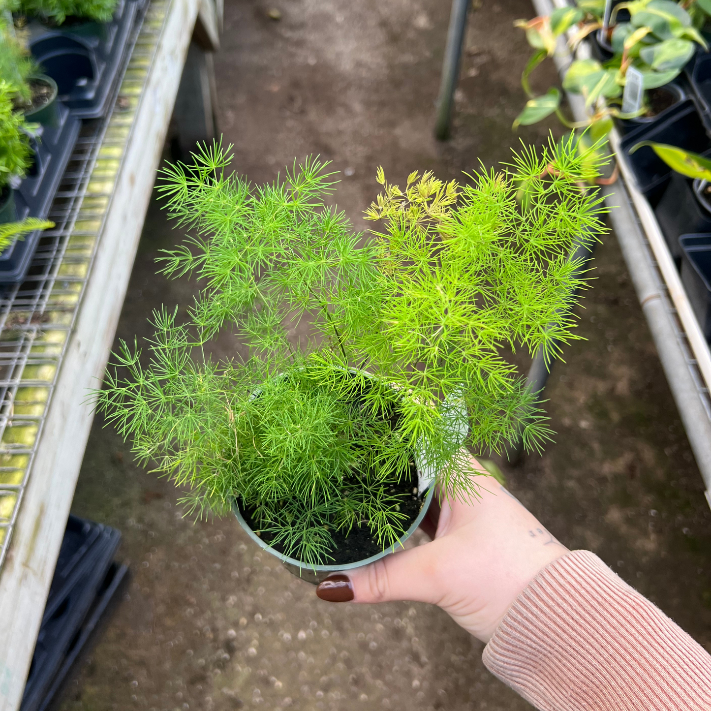 Asparagus 'Ming' Fern