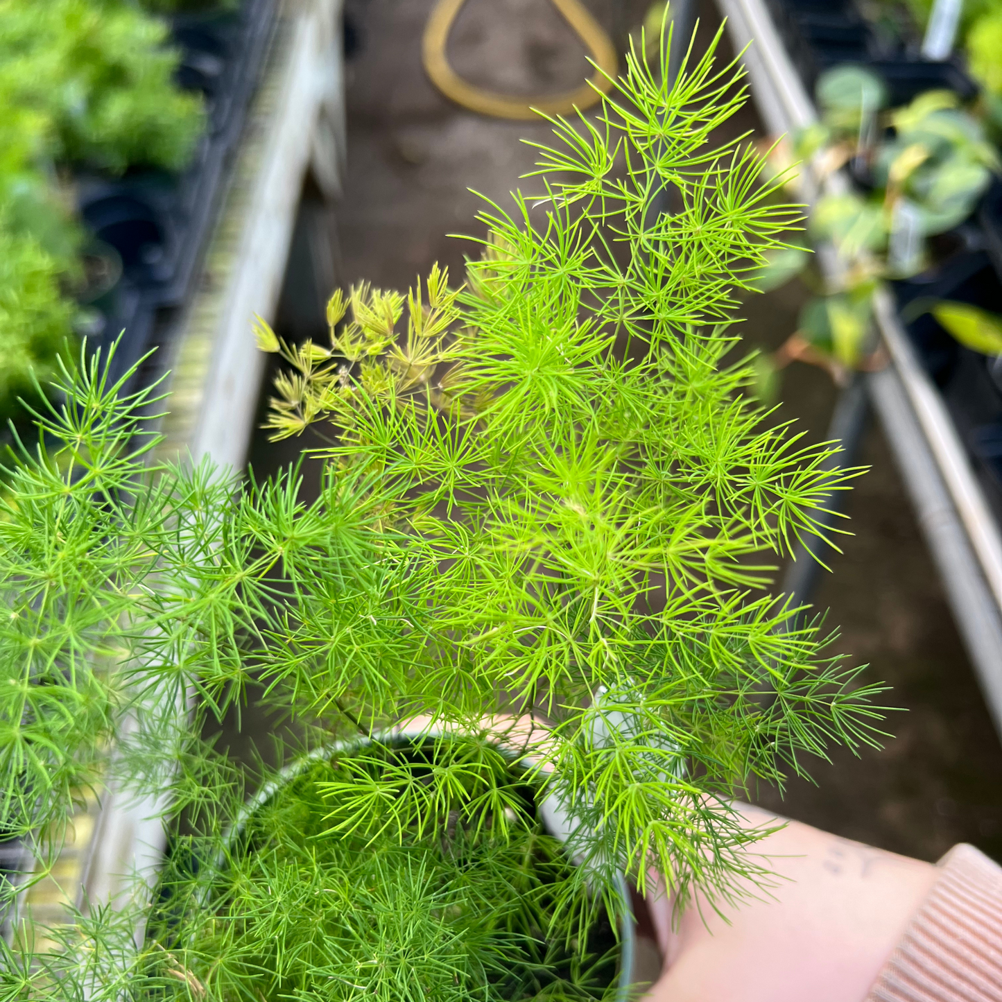 Asparagus 'Ming' Fern