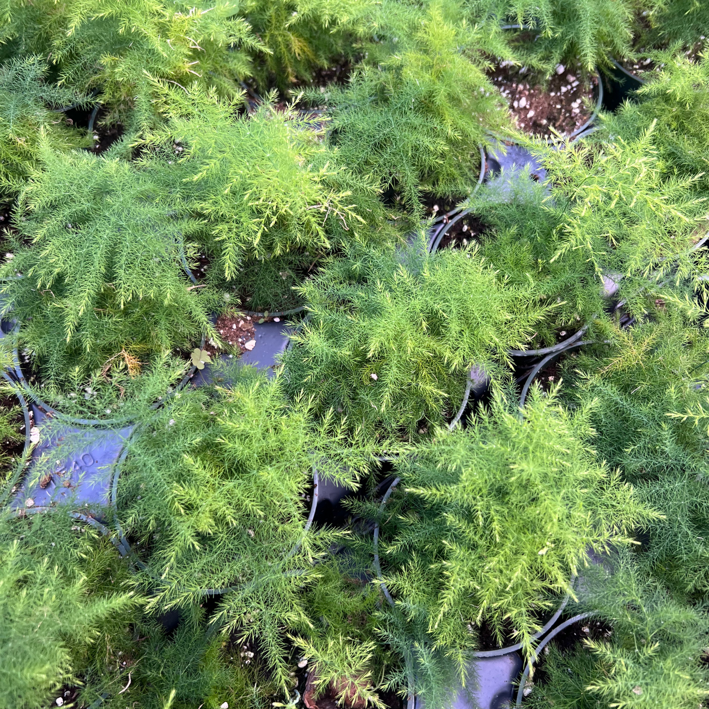 Asparagus Plumosa Fern