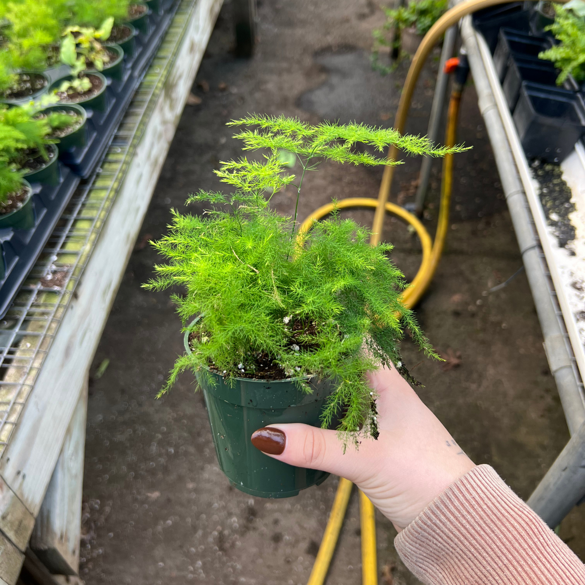 asparagus potted plant Asparagus Plumosa Fern – Fantastic Gardens