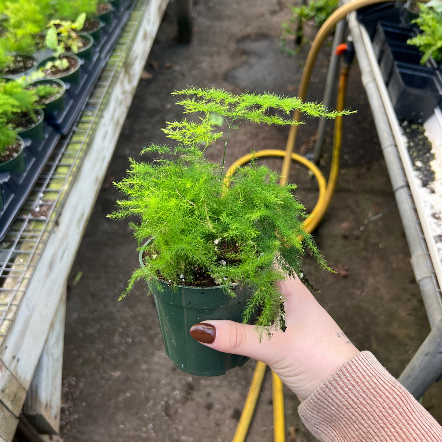 Asparagus Plumosa Fern