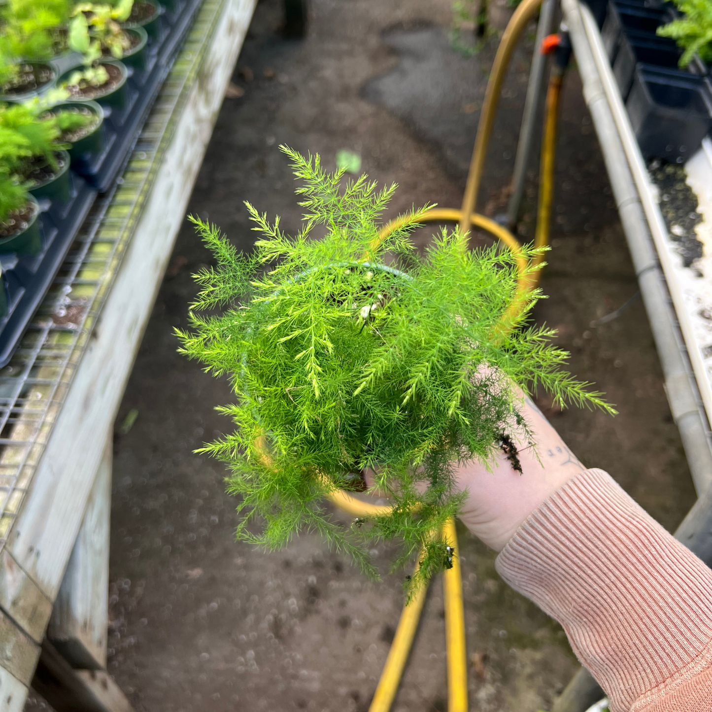 Asparagus Plumosa Fern