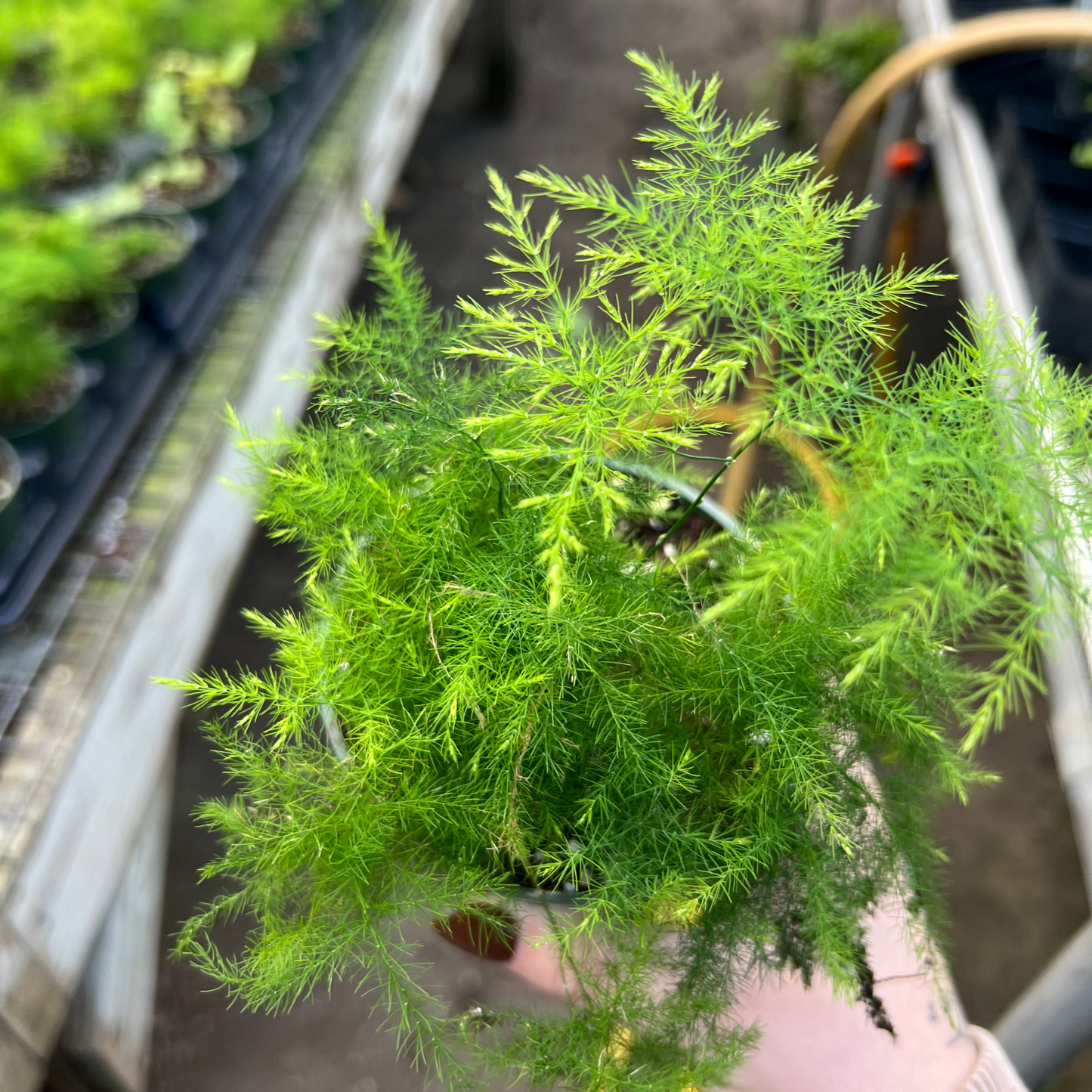 Asparagus Plumosa Fern