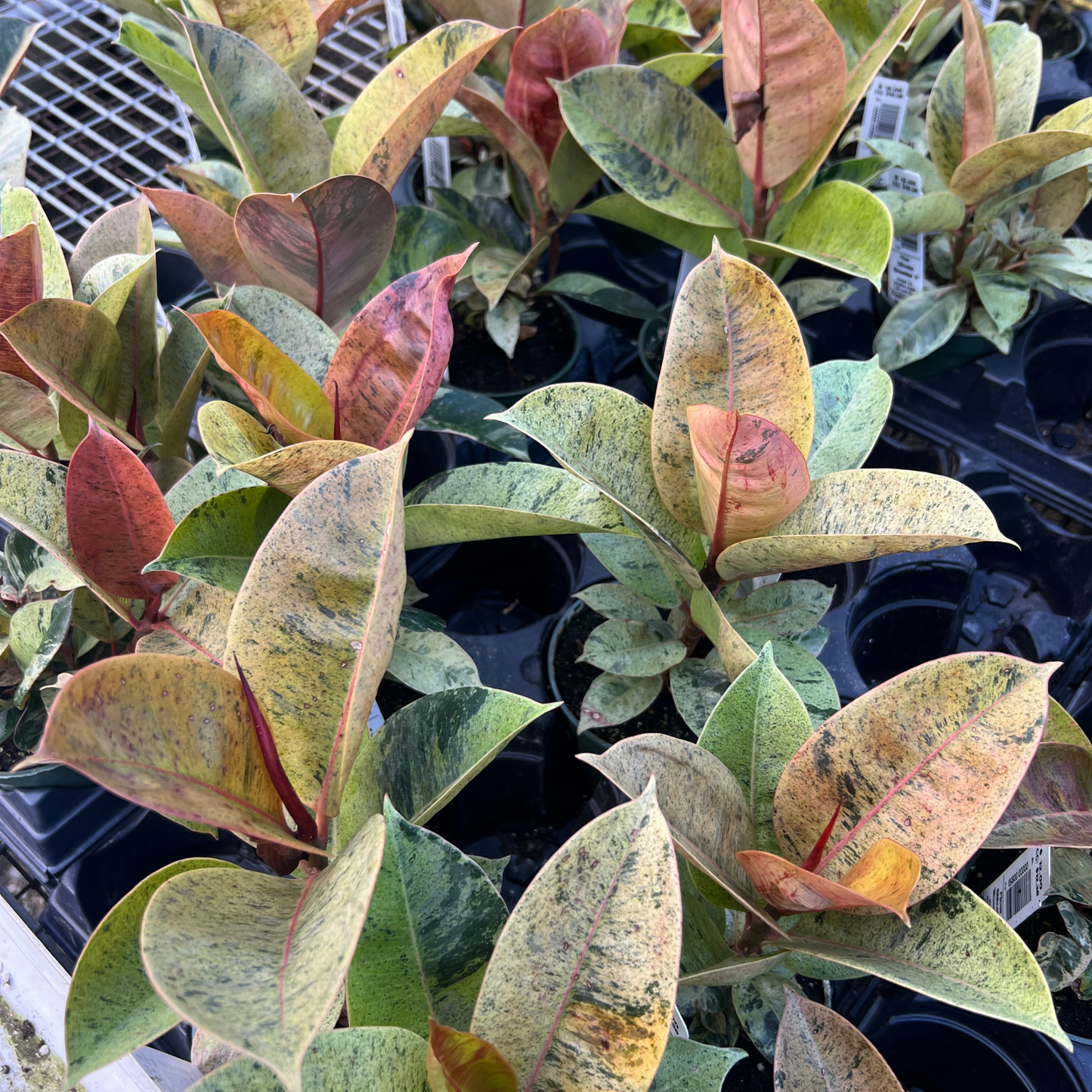 Ficus shiverina 'Moonshine'