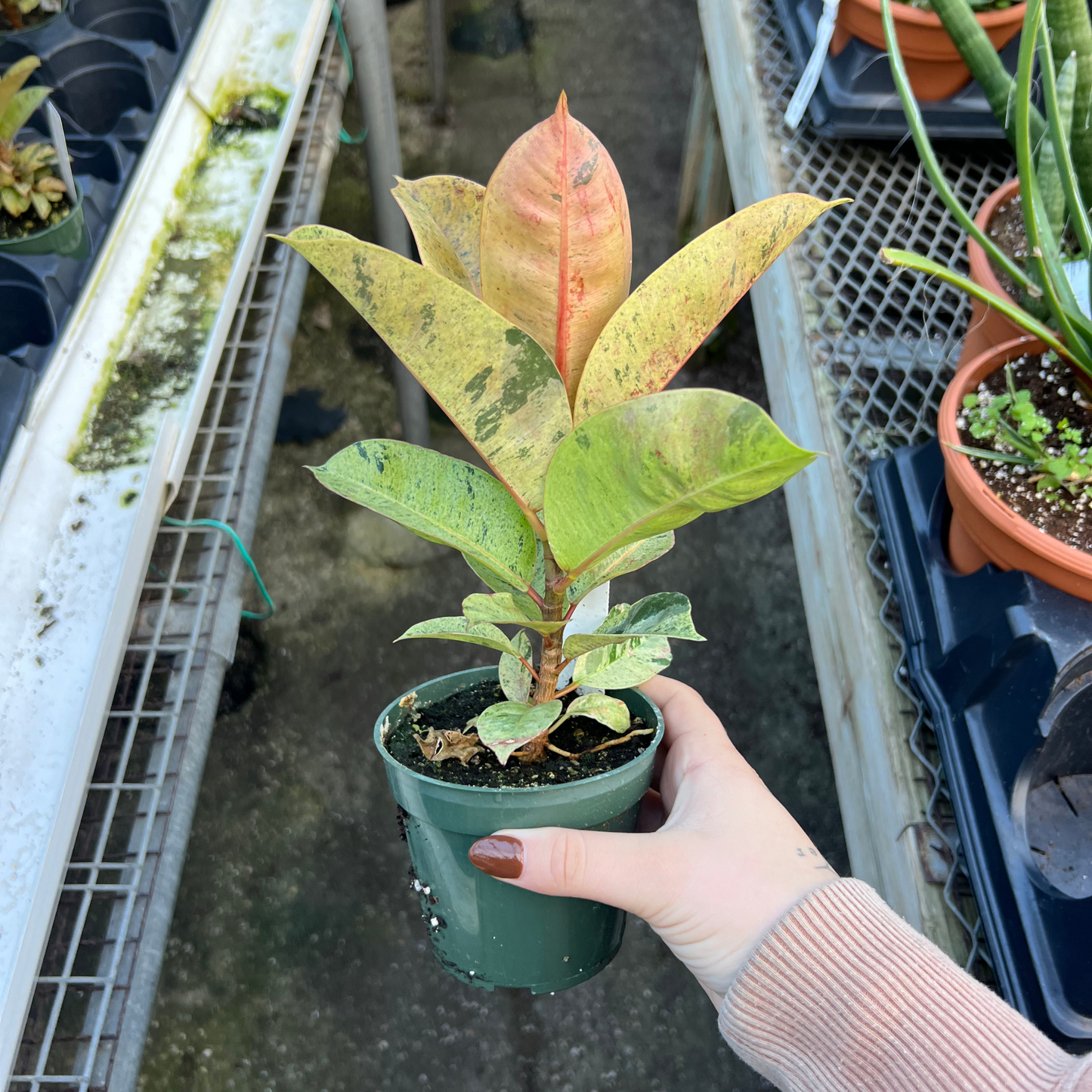 Ficus shiverina 'Moonshine'