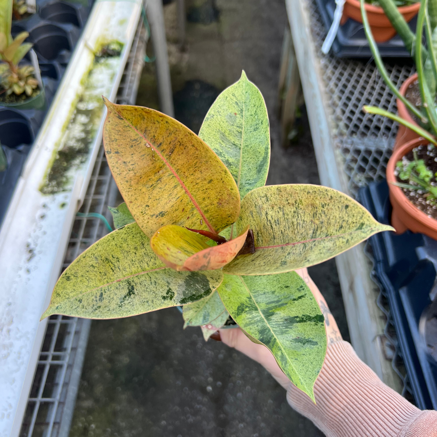 Ficus shiverina 'Moonshine'