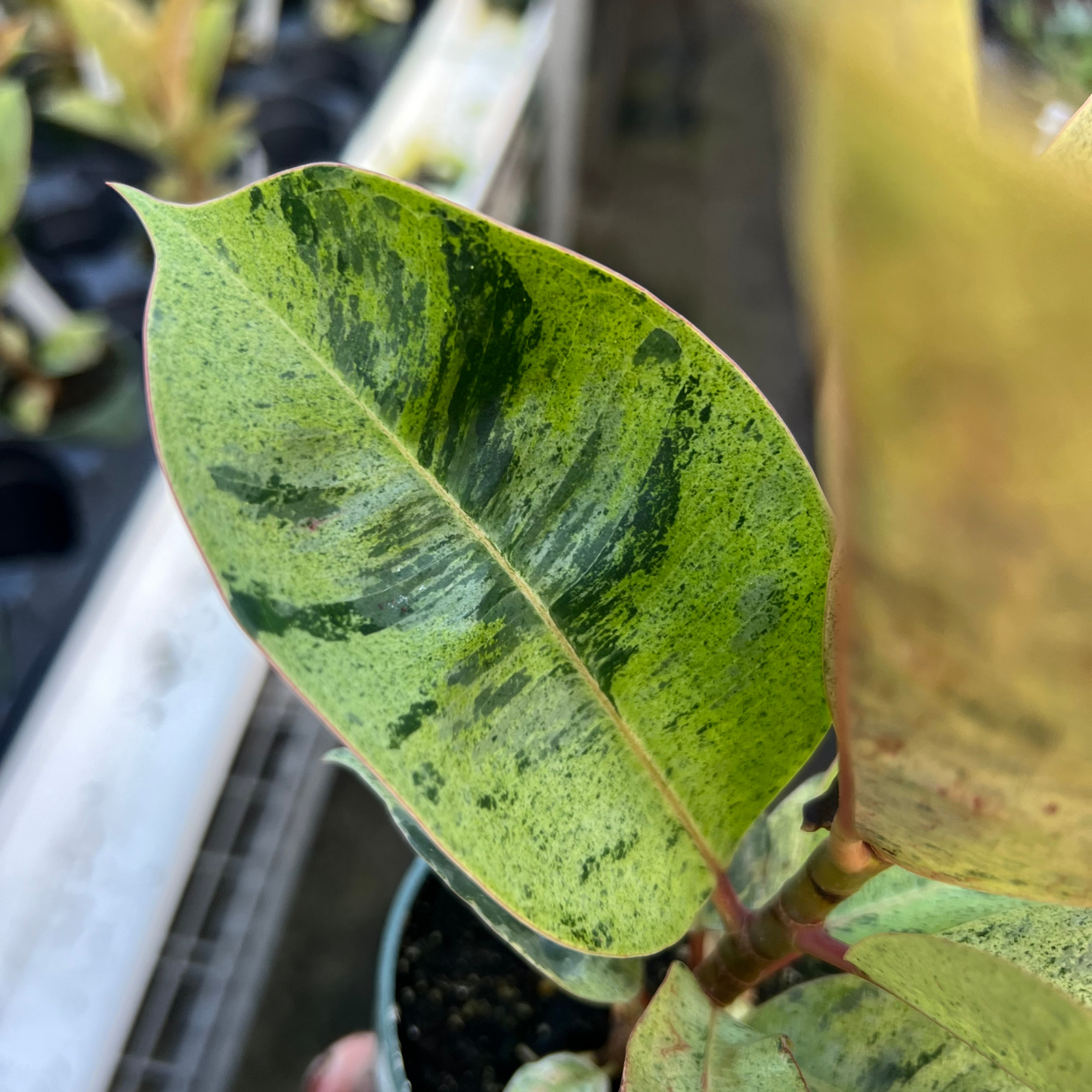 Ficus shiverina 'Moonshine'