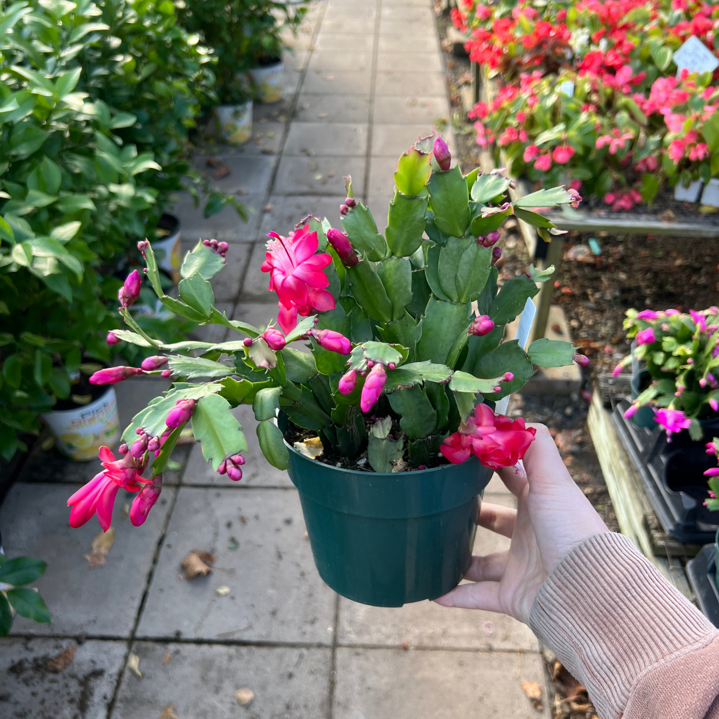 Christmas Cactus