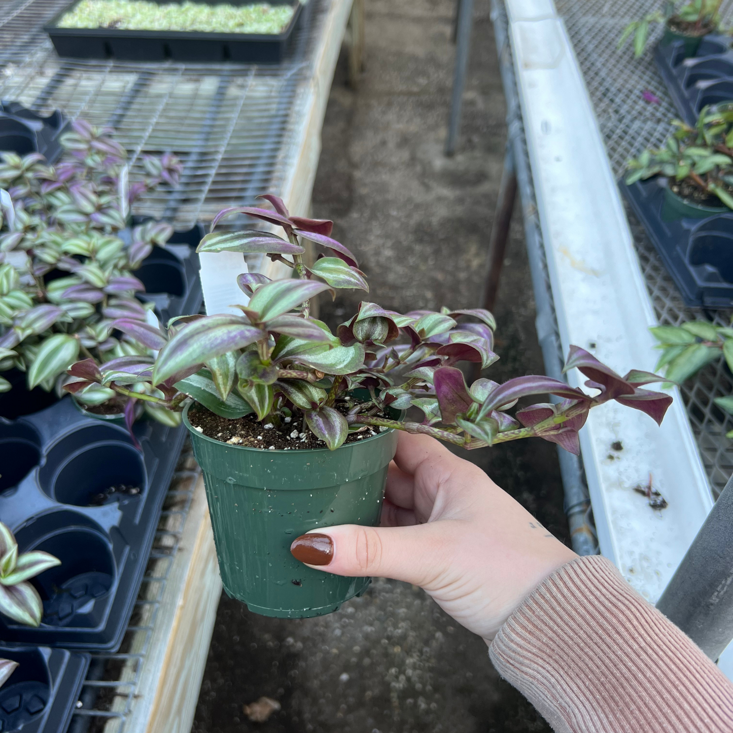 Tradescantia Zebrina