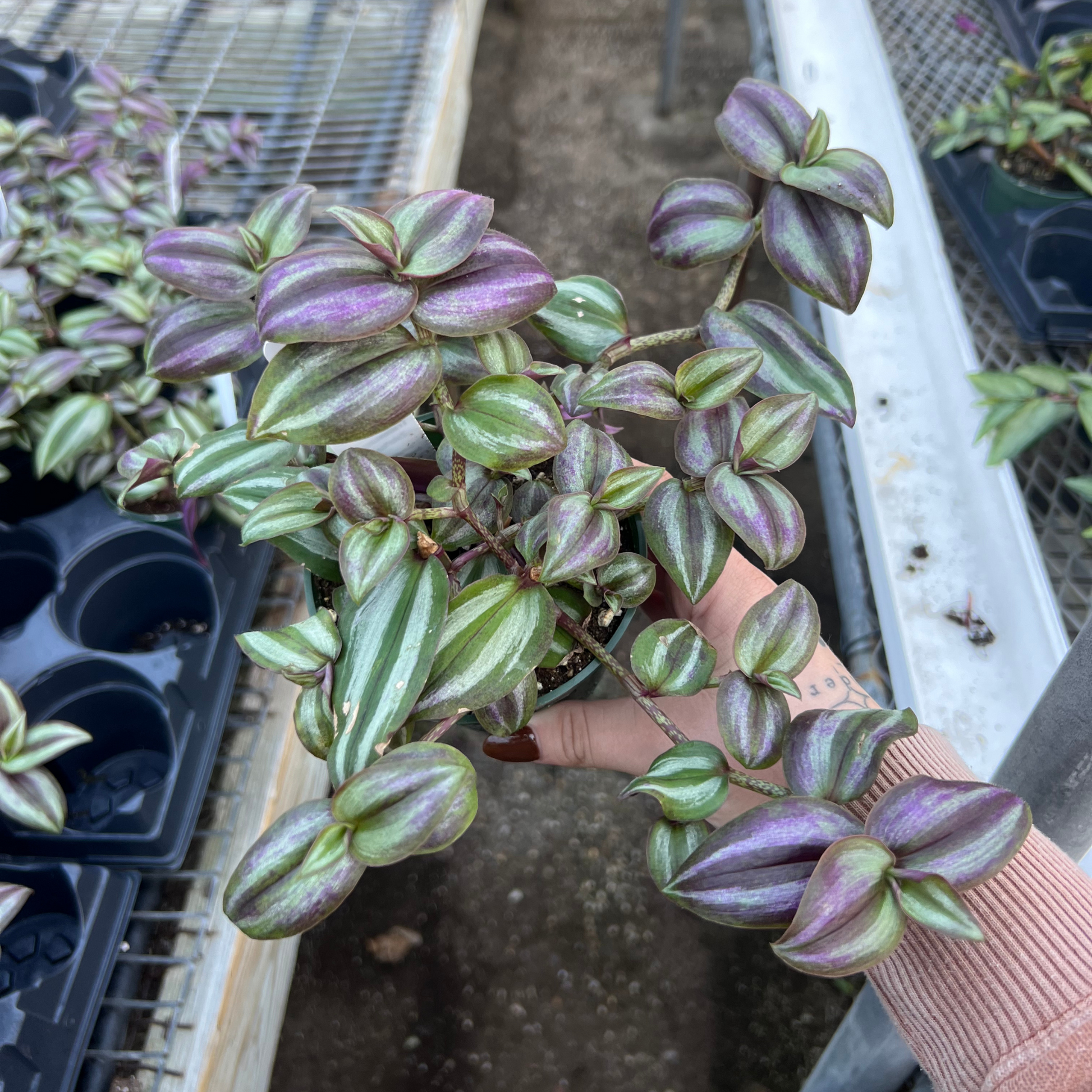 zebrina indoor plant Tradescantia Zebrina 4"