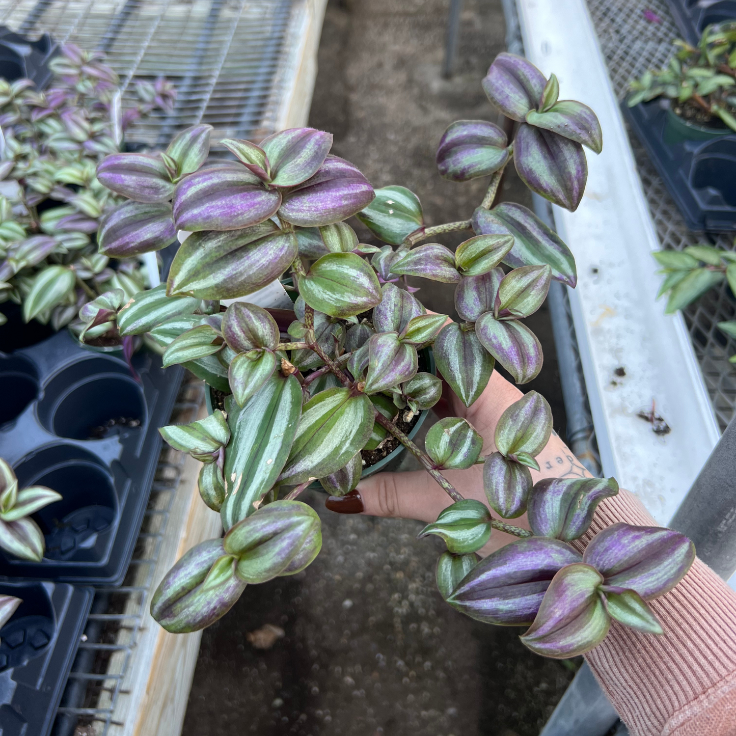 Tradescantia Zebrina