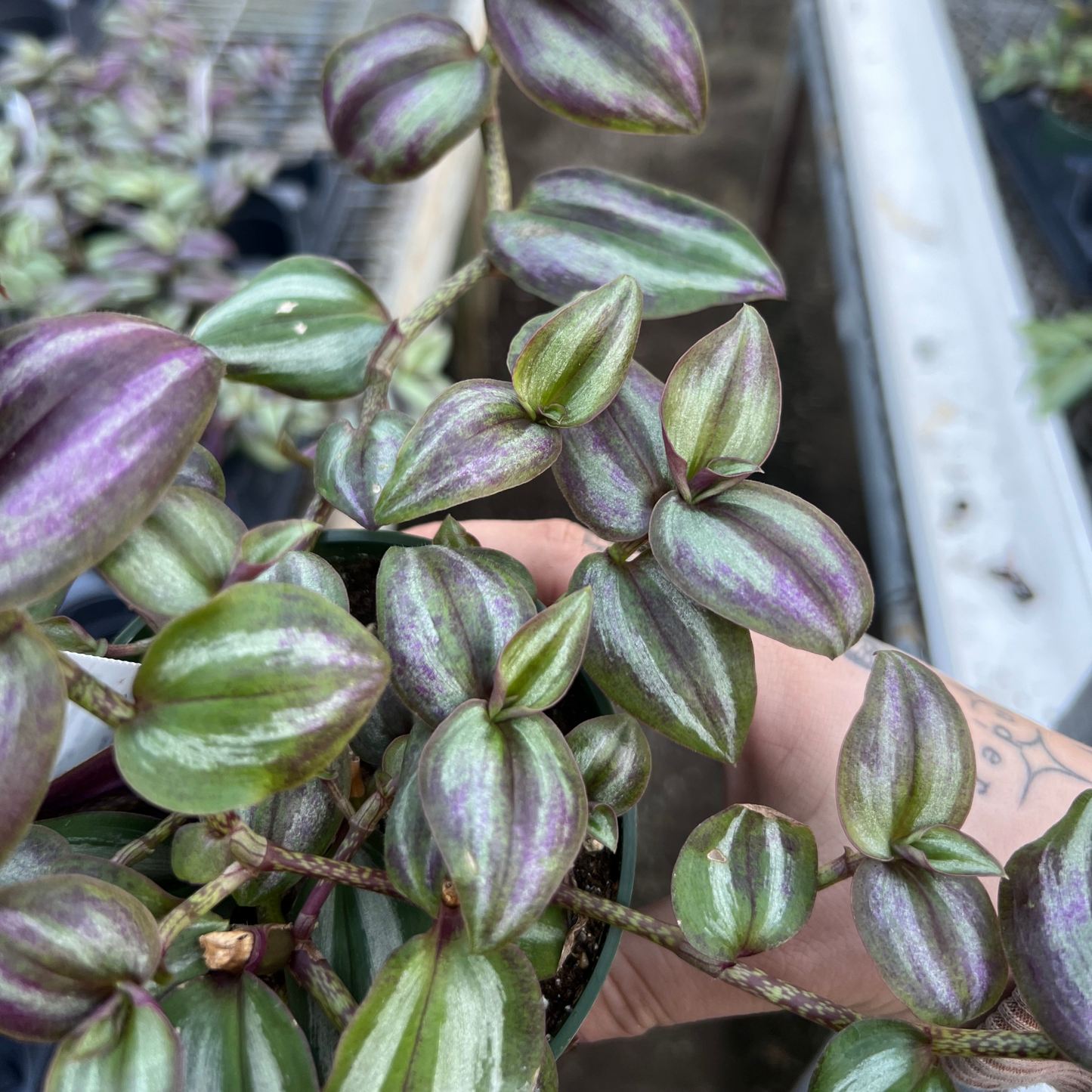 Tradescantia Zebrina