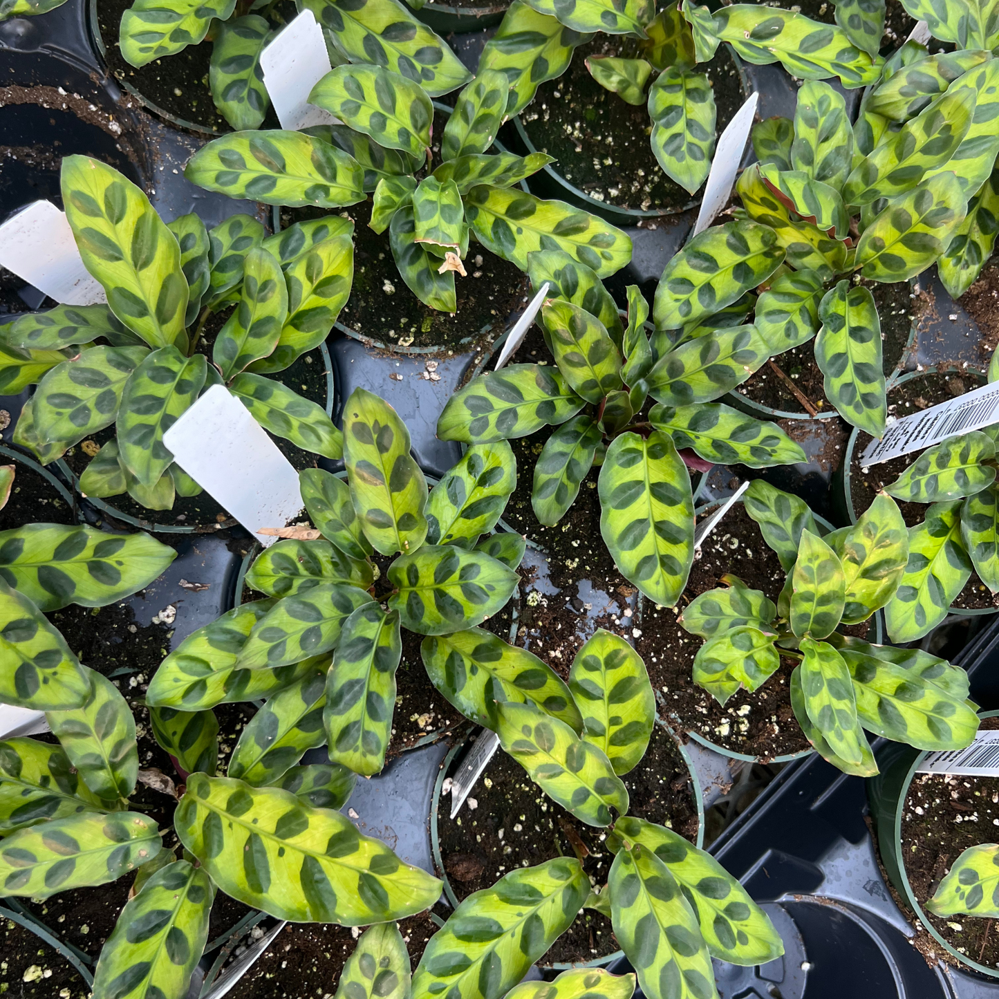 Calathea Rattlesnake