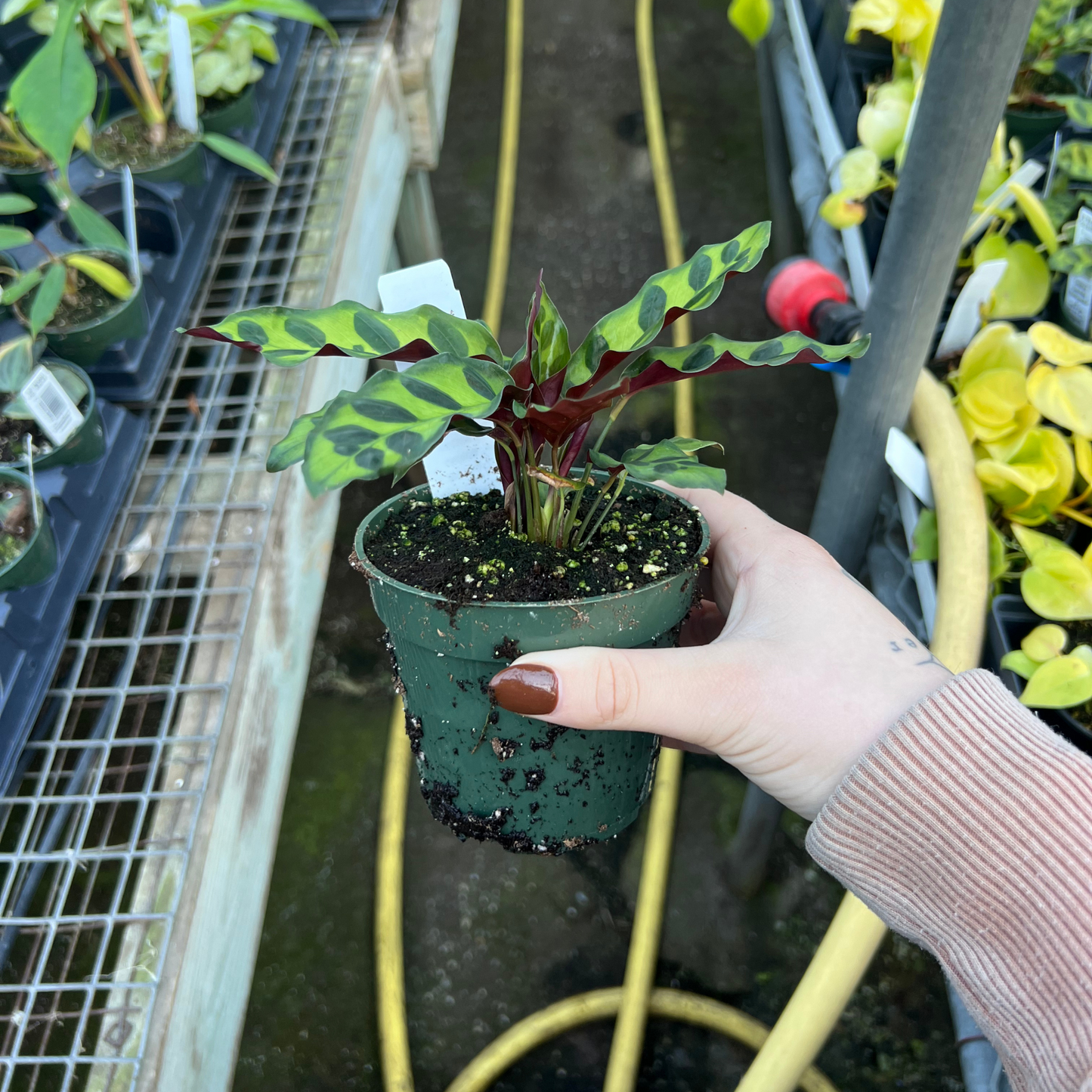 Calathea Rattlesnake