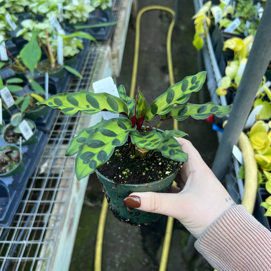 Calathea Rattlesnake