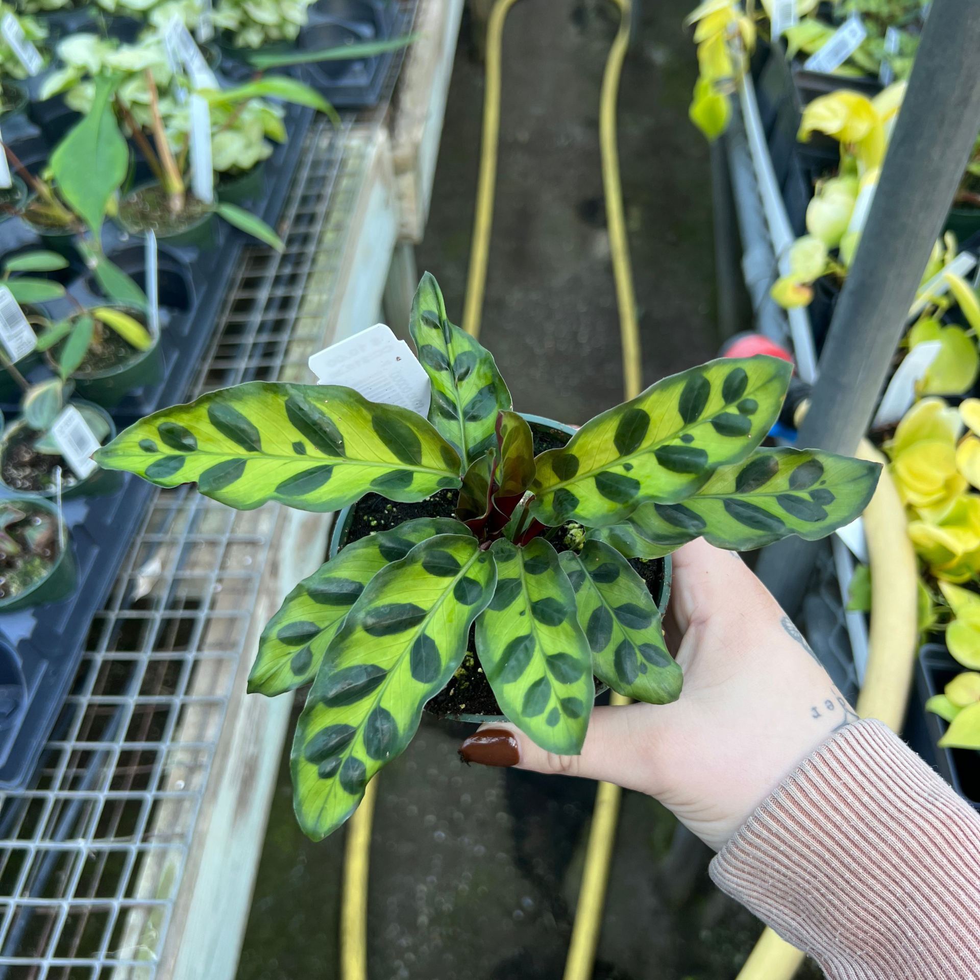calathea lime green The Plant Farm Calathea Lancifolia Rattlesnake, 4