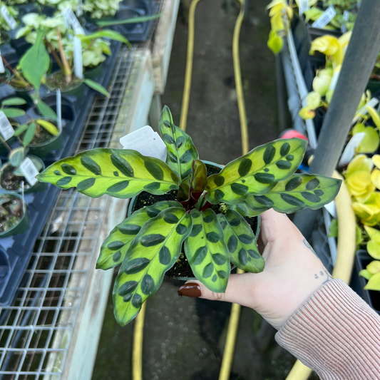 Calathea Rattlesnake