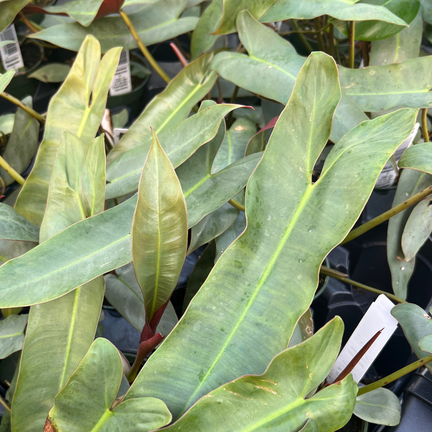 Philodendron atabapoense