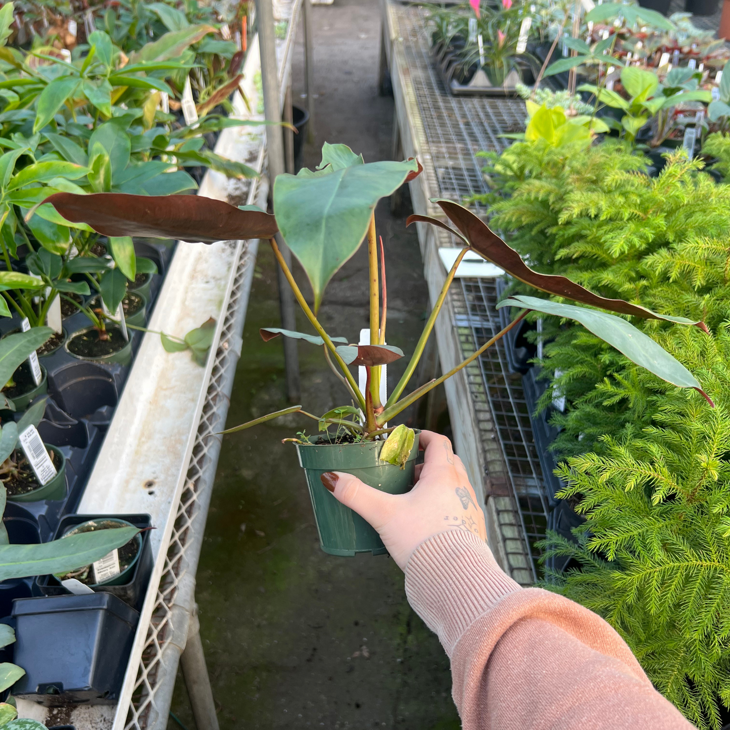 Philodendron atabapoense