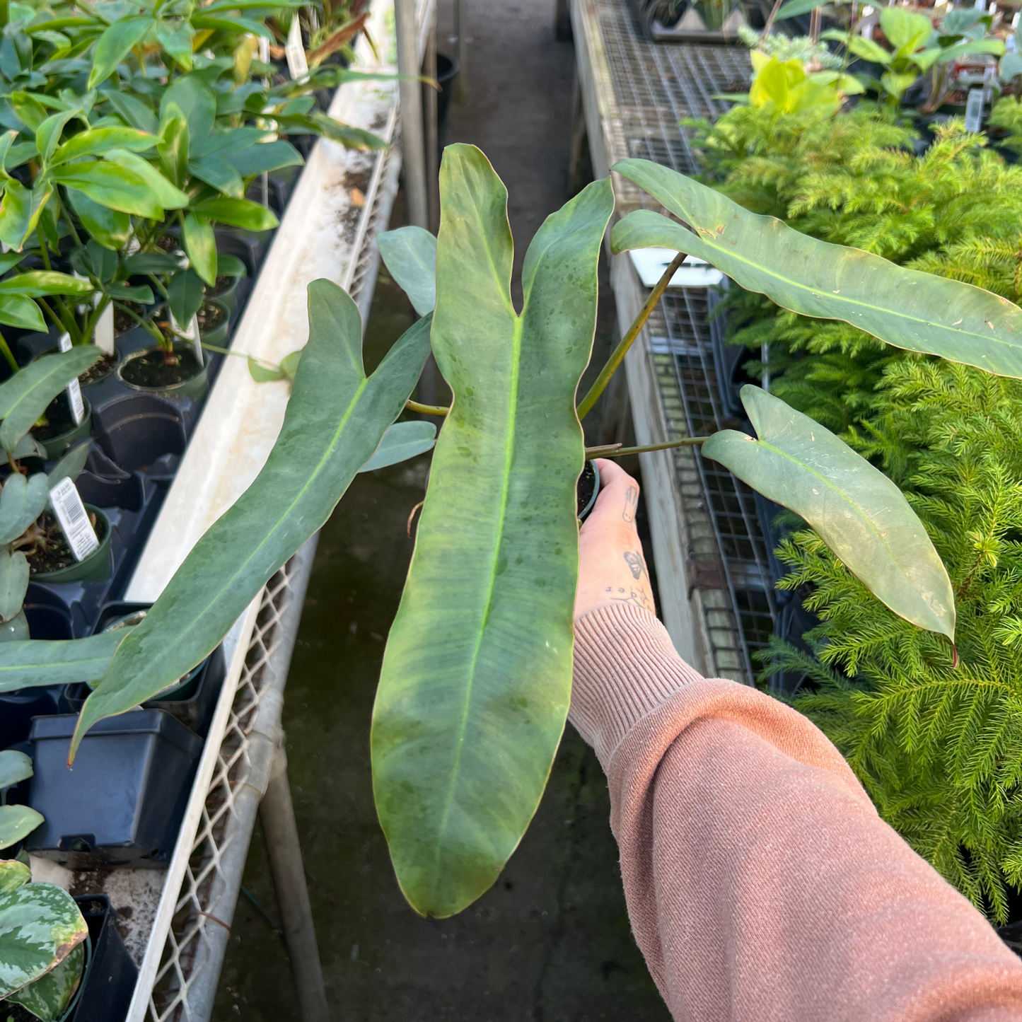 Philodendron atabapoense