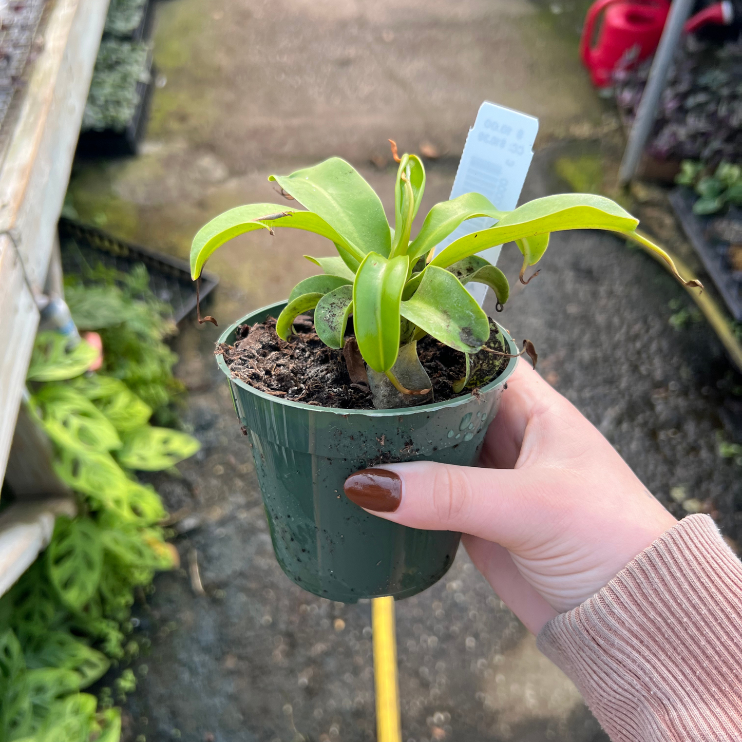 Nepenthes Alata