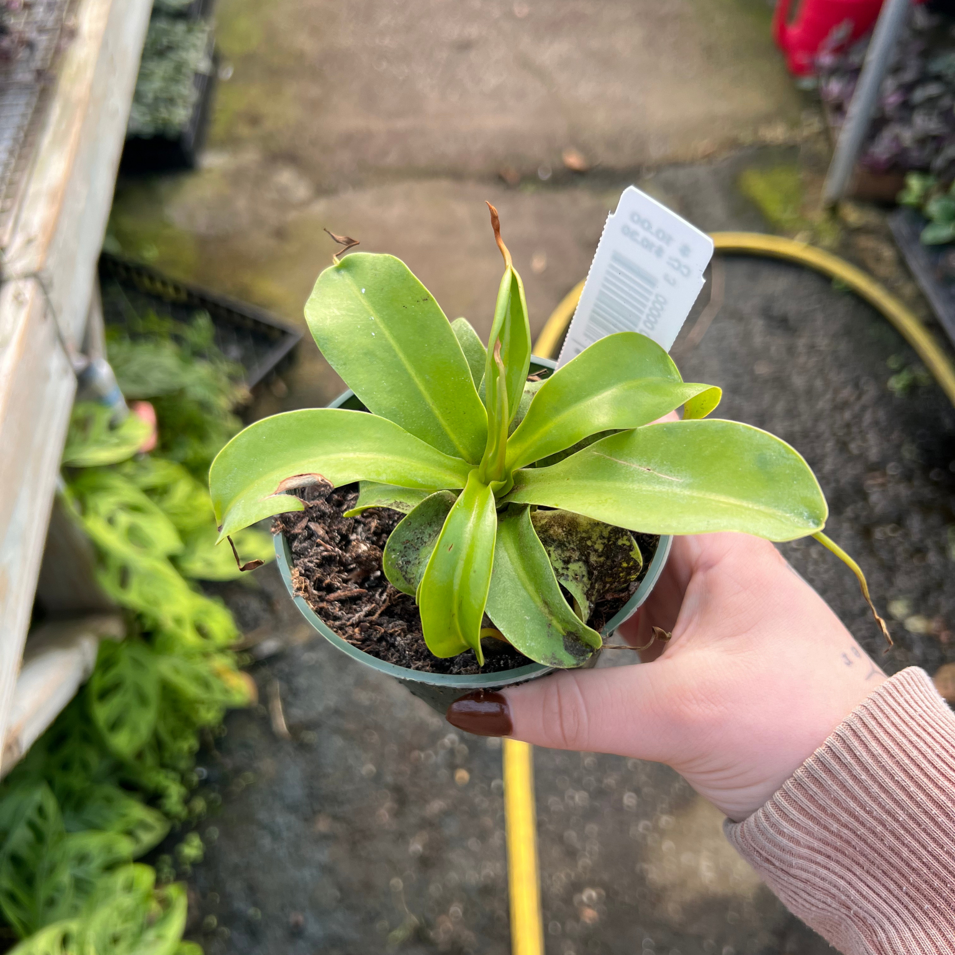 pot for pitcher plant Nepenthes Alata – Fantastic Gardens
