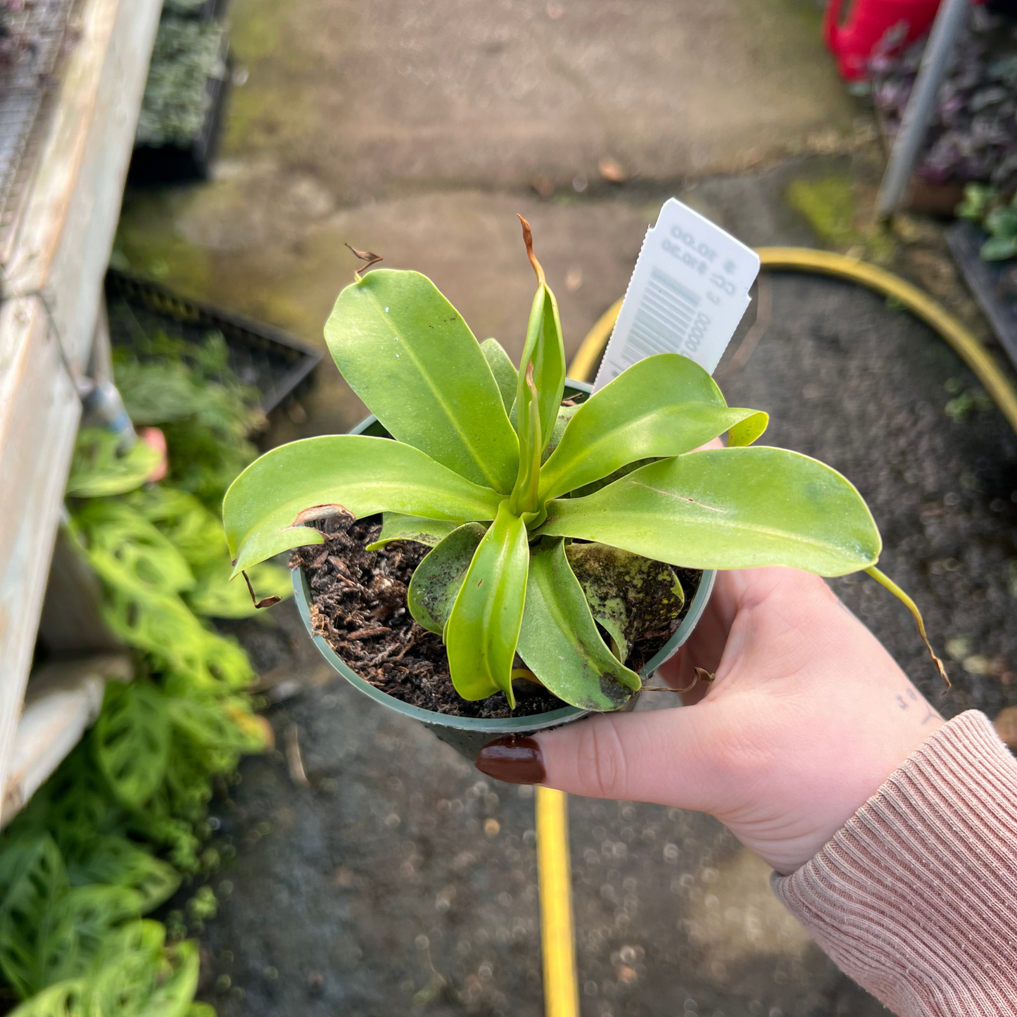 Nepenthes Alata